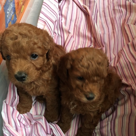 Meet your Posher, Terry - Picture 7 of 16